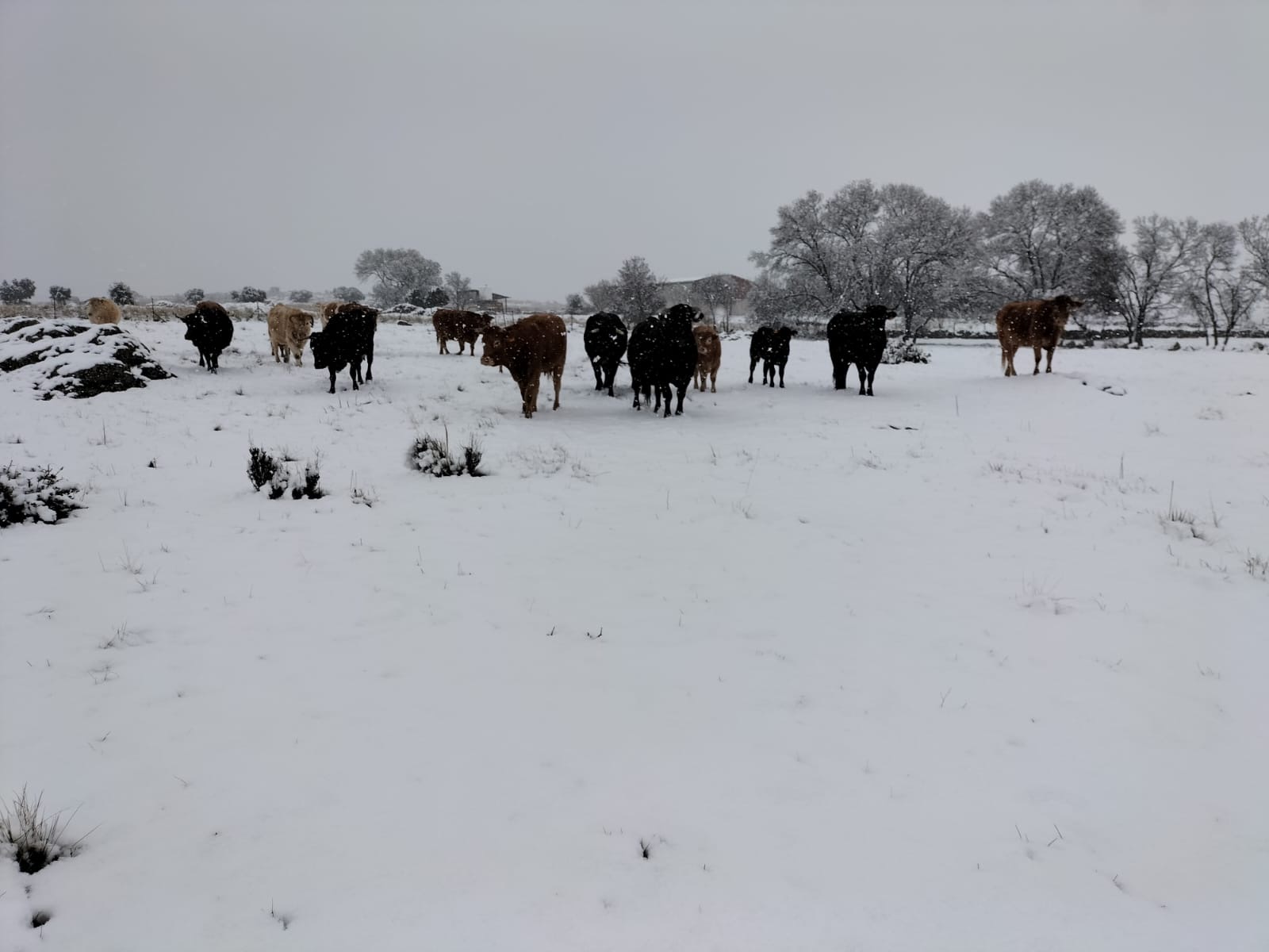 Ganado al aire libre en invierno
